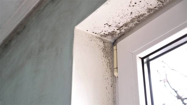 Best Air Quality Testing for Mold Spores  in Garrett, TX